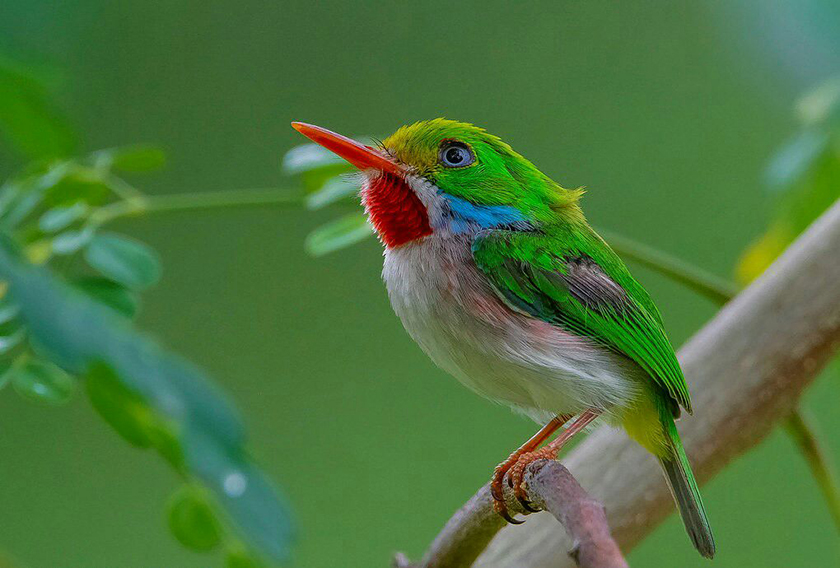 Aves Aves