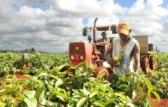 Cuba: Seguridad alimentaria y del agua, pilares de desarrollo sostenible Cuba: Seguridad alimentaria y del agua, pilares de desarrollo sostenible