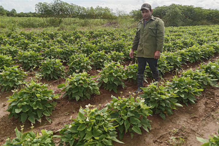 Ciencia y producción agrícola de la mano en el oriente de Cuba Ciencia y producción agrícola de la mano en el oriente de Cuba
