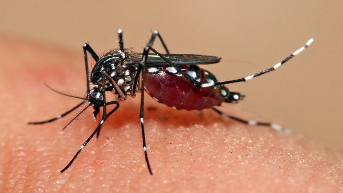 Consideran vital la autorresponsabilidad en Cuba frente al dengue Consideran vital la autorresponsabilidad en Cuba frente al dengue