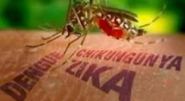 Aedes Aegypti