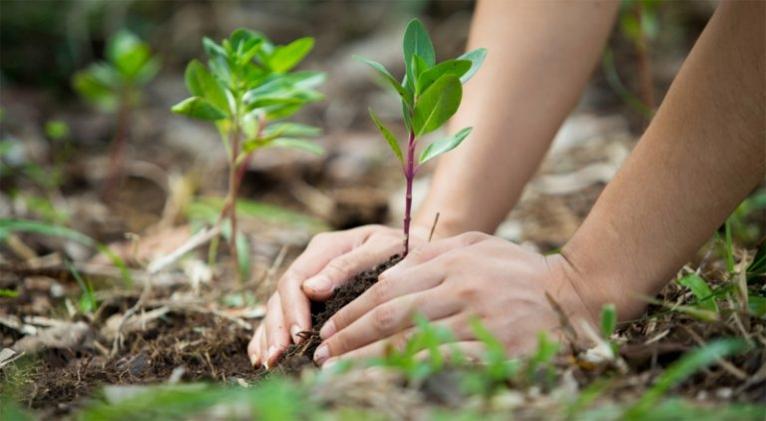 Día Mundial del Medio Ambiente Día Mundial del Medio Ambiente
