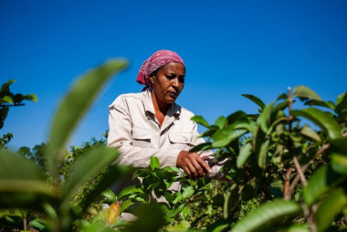 La mujer rural: pilar del campo cubano